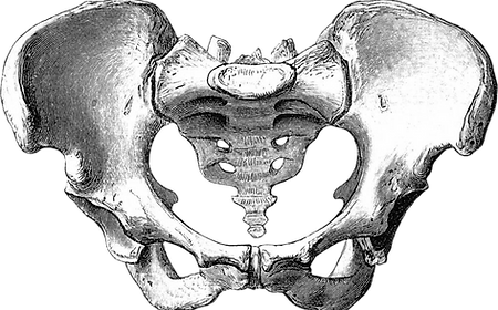 Pelvis sin fondo.png