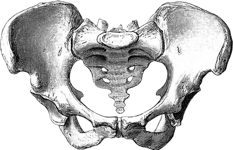 Pelvis sin fondo.png
