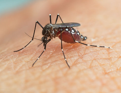 mosquito-aedes-aegypti-feche-um-mosquito-sugando-sangue-humano_edited.jpg
