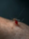 dengue_edited.jpg