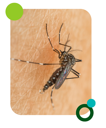 dengue.png