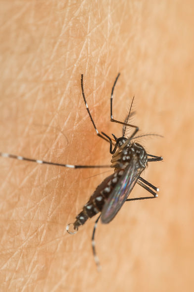 mosquito-aedes-aegypti_edited.jpg