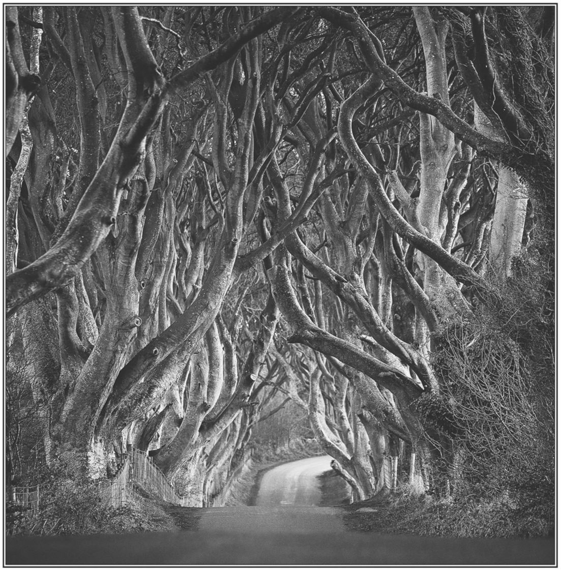 The Dark Hedges  N Ireland