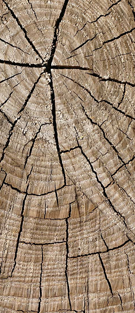 astuce-bois-materiau-vivant.jpg
