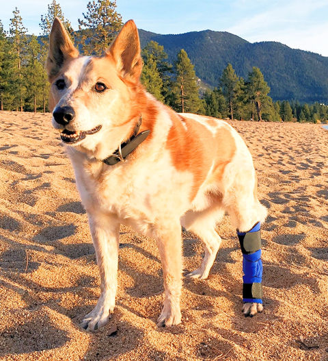 Dog back leg brace arthritis, back leg support for old dogs, hind leg weakness, dog hind leg giving out