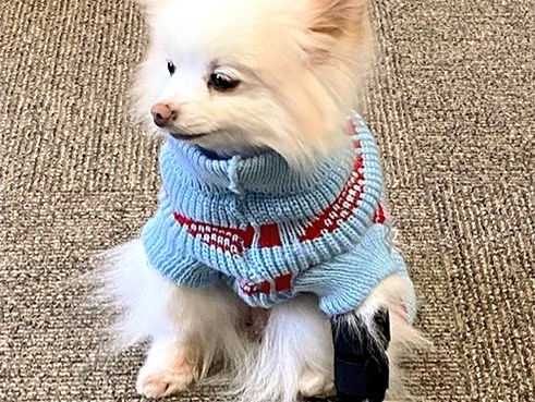 front leg support for small dogs, Small dog Front Leg Brace