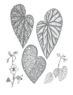 Begonia integrifolia Kaki Bukit Perlis Plate.jpg