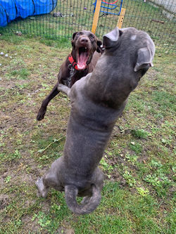 Garderie avec Blue et Vrina