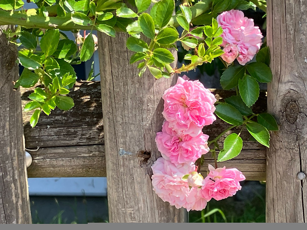 Rosen an der Gartentür