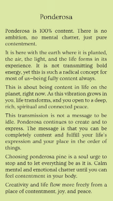 ponderosa.PNG