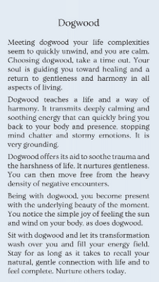dogwood.PNG