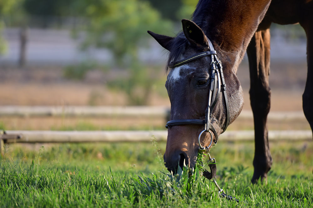 GOLDEN OLDIES: CARING FOR THE SENIOR HORSE