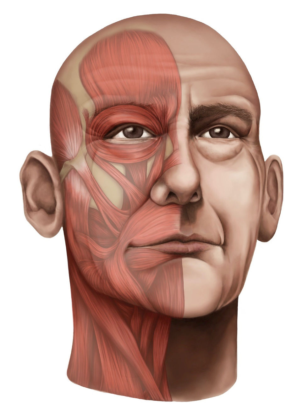 Facial Ecorche