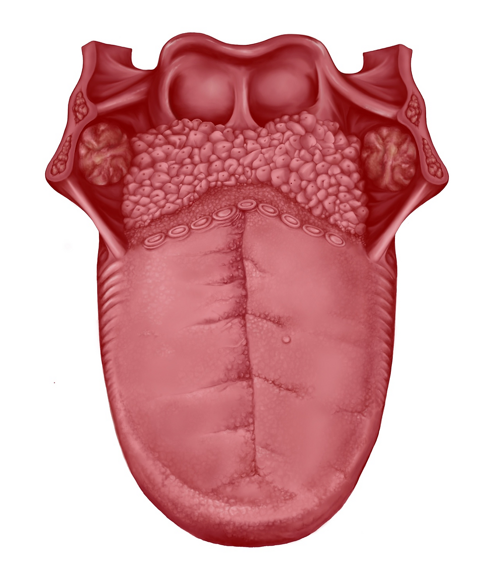 Tongue Anatomy