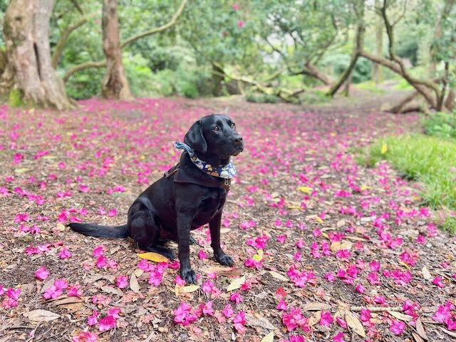 Sprachcafé: Dienstag, 20:00 Uhr MESZ