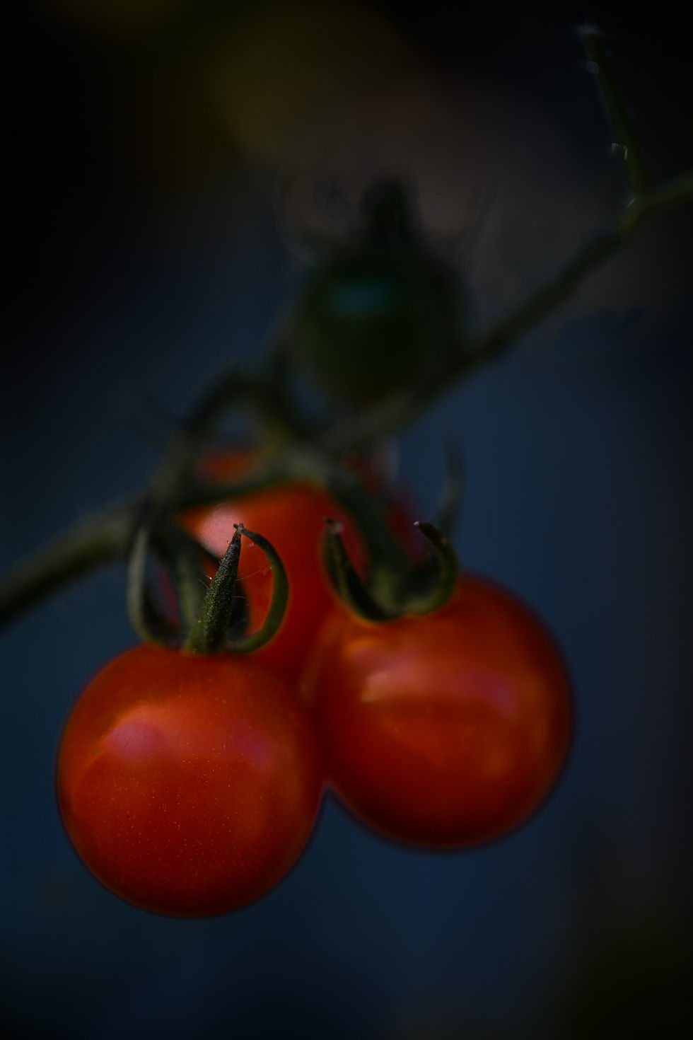 Kirschtomaten Naturfotografie