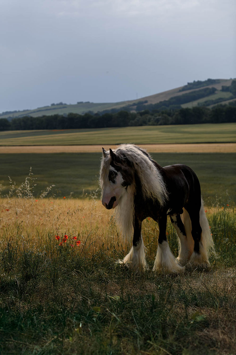 gypsy vanner horse, dark bay with white mane, standing next to a corn field, with soft flowing hills in the background