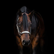 Horse photography beyond the trends