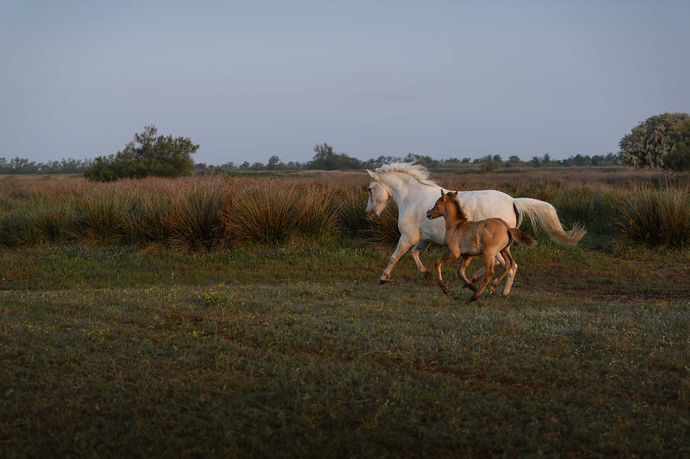 White horse and foal gallop across a grassy field at sunrise, surrounded by tall grasses and distant trees under a clear sky.