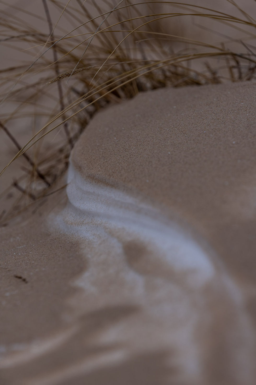 nature photography snow covered in sand with dune grass