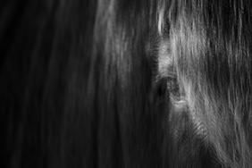 Interpretation of a horse head