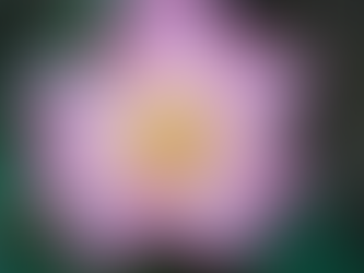 A pink lotus in full bloom