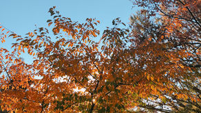 ヴィーガンになって思うこと　その１