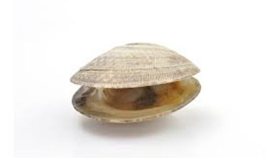Almeja Juliana Funda