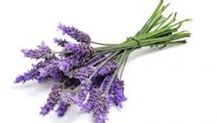 Flores de Lavanda