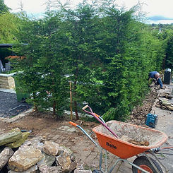 Construction of a dry stone wall beside a line of mature conifer trees, showing the preparation stage with stone, tools, and a wheelbarrow on site — part of a garden landscaping project by Earth, Stone & Mortar in Marple Bridge