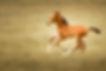 IMG_0416_TIF-Edit.JPG