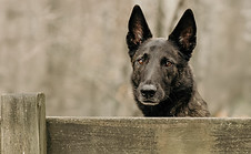 Photographie de chien 