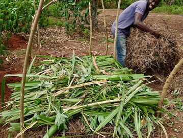 Maximizing Organic Growth: Honing in on Banana Production in Uganda
