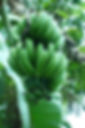 Sweet Cavendish banana ready to be harvested by GOD East African Cooperatives.