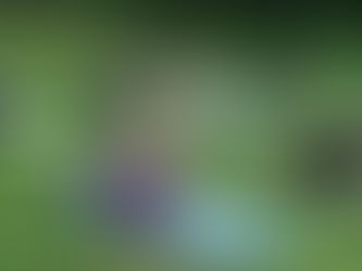 Free Yoga in the Park in August