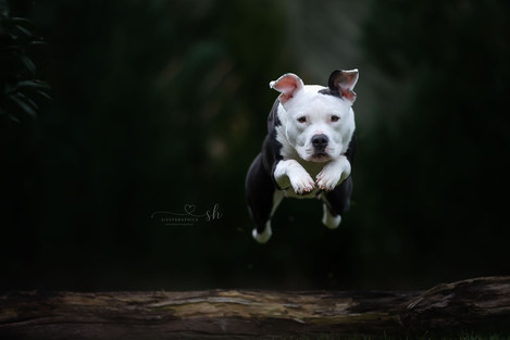 Bully Hündin im Sprung