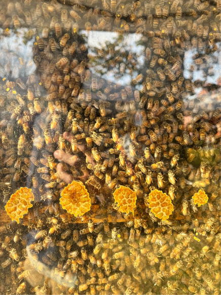 I have a complicated relationship with the winged insect known as the bee. It’s a tale that stems from childhood fears and eventually extends through maturating adulthood.     On the fourth of July when I was young, our deck at home had been cleared of a huge bees nest. I trusted my father when he said it was safe, so I naively thought all the bees were gone. Yet I stepped on one, and it wiggled right in between my toes and stung me.