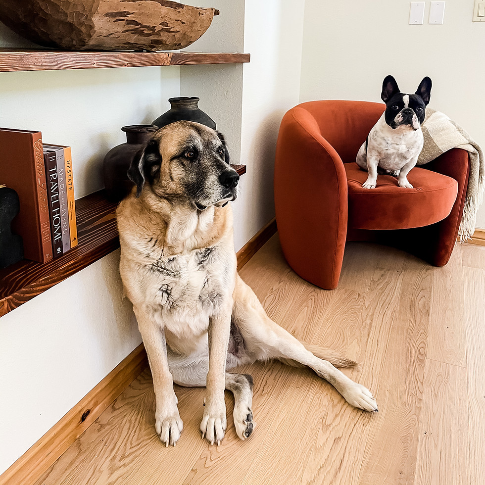 Cozy living space with light wood flooring and dogs