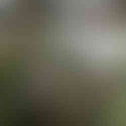 Two mesentery filled with biodynamic preparations sit protected in wire netting hanging from a tree branch in a lush green outdoor setting.