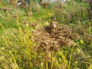 A brown insect sits on dried wildflowers in a green field. The blurry background creates a serene, natural atmosphere.