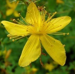 Photograph of the yellow flower of the St. John's Wort plant.
