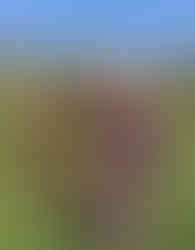 Man holding a large box of freshly picked edible leaves. The background is a vegetable farm with hills and trees in the near distance.