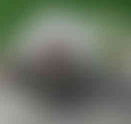 A tied yarrow-filled stag bladder, a bowl and two jars of organic matter, a cow horn, and a floral bouquet sit on a weathered wooden table outdoors, with grass in the background. Biodynamic preparations making.