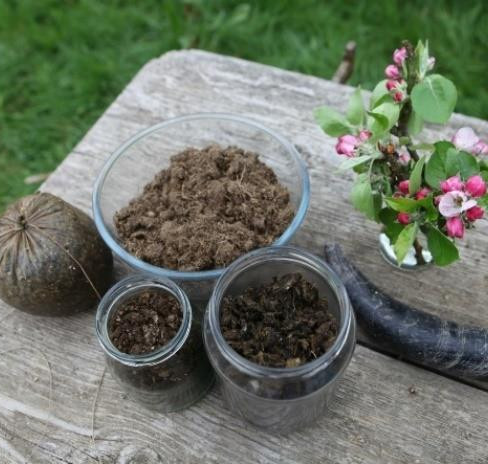 A tied yarrow-filled stag bladder, a bowl and two jars of organic matter, a cow horn, and a floral bouquet sit on a weathered wooden table outdoors, with grass in the background. Biodynamic preparations making.