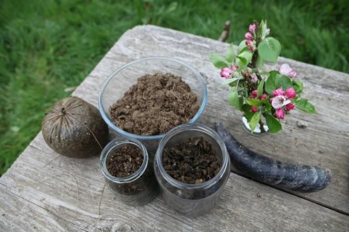 A tied yarrow-filled stag bladder, a bowl and two jars of organic matter, a cow horn, and a floral bouquet sit on a weathered wooden table outdoors, with grass in the background. Biodynamic preparations making.