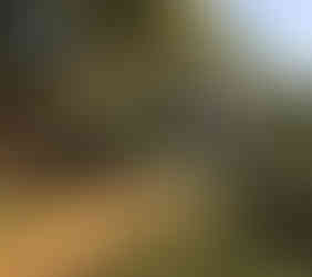 Lush garden scene with a greenhouse, various plants, and bags of soil. Sunlight filters through trees, creating a tranquil, earthy mood.