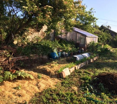 Lush garden scene with a greenhouse, various plants, and bags of soil. Sunlight filters through trees, creating a tranquil, earthy mood.
