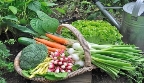 A basket of fresh vegetables, including carrots, radishes, broccoli, and onions, sits in a garden. Green leaves and soil are visible.