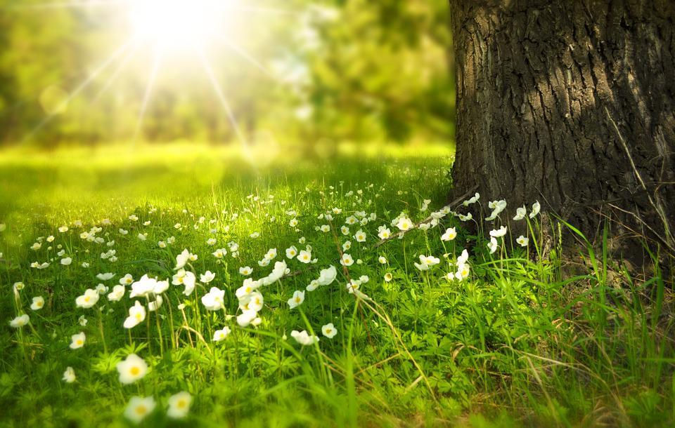 Sunlit meadow with white flowers near a large tree trunk. Bright morning light creates a serene and peaceful mood in the lush green setting.