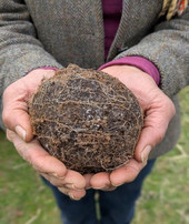 Hands holding a large, round clump of biodynamic preparation. Person wearing a gray tweed jacket with sleeves of a purple top peaking out the sleeves of the jacket. Grass visible in the background.